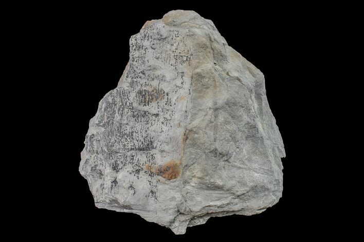 Pennsylvanian Horsetail (Calamites) Fossil - Kentucky #154739